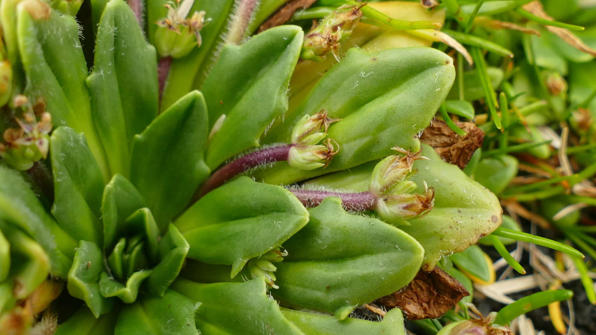 Image of Plantago triantha Spreng.