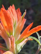 Image of Organ Mountain Indian paintbrush