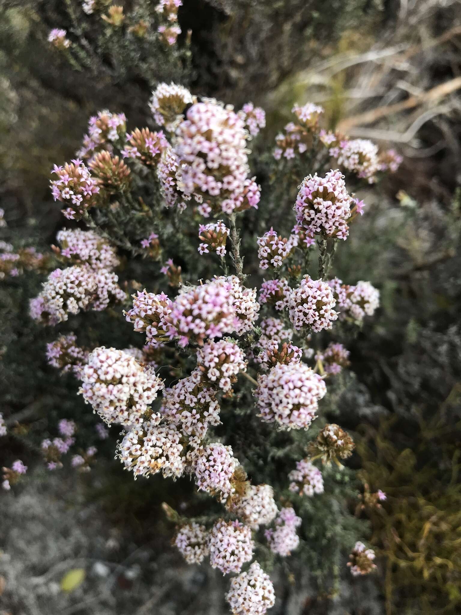 Image of Stoebe fusca (L.) Thunb.