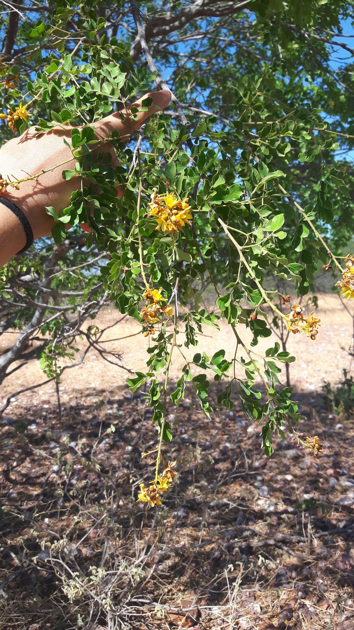 Sivun <i>Cenostigma nordestinum</i> E. Gagnon & G. P. Lewis kuva