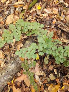 Слика од Adiantum chilense Kaulf.