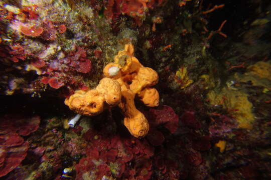 Image of Maltese sponge