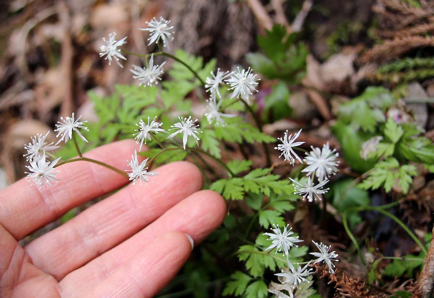 Image of Coptis japonica var. major (Miq.) Satake