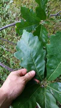 Image of Swamp White Oak