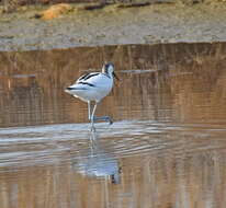 Image de Avocette à tête noire