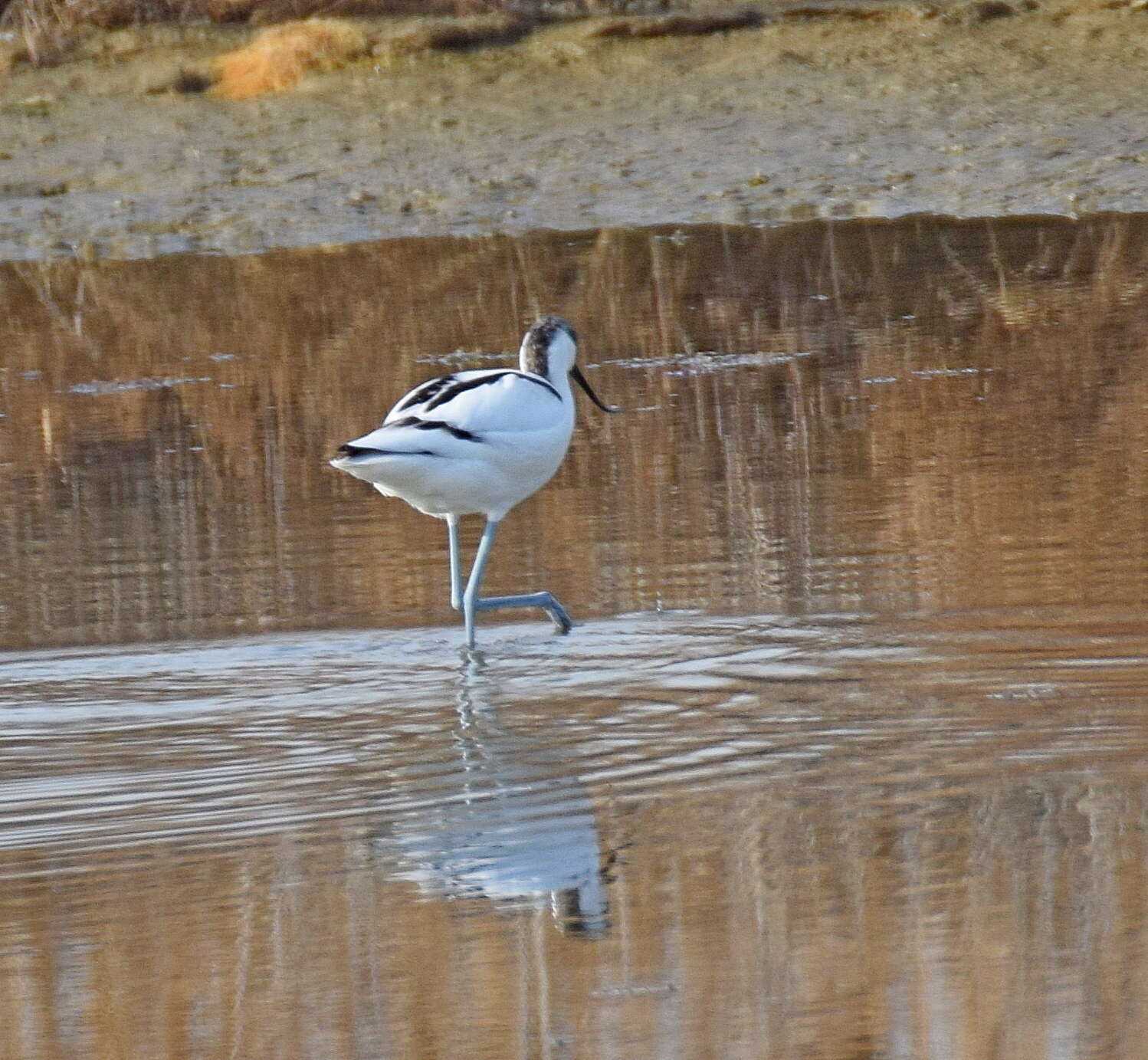 Image of avocet, pied avocet