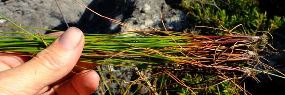 صورة Tetraria picta (Boeckeler) C. B. Clarke