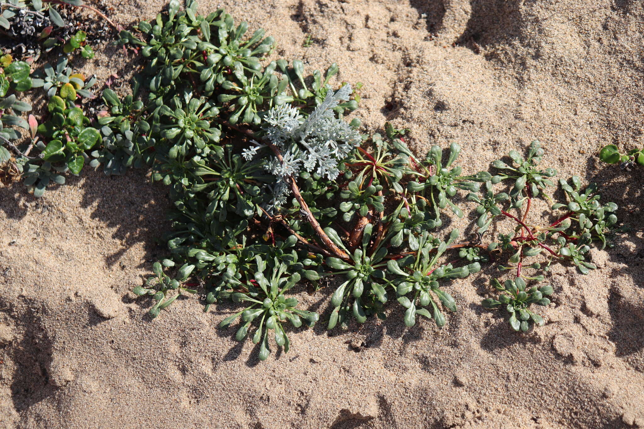 Image of beach suncup