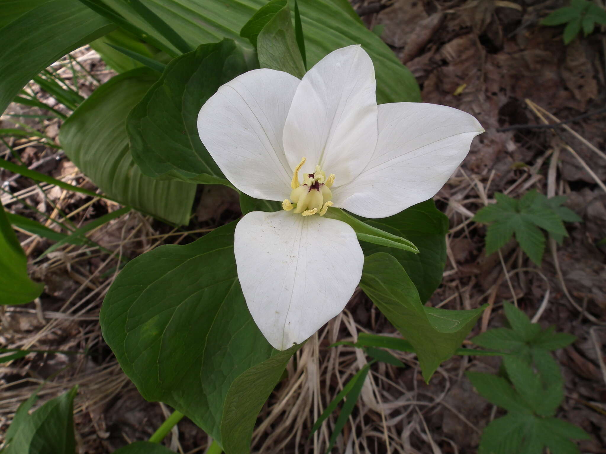 Image of Trillium camschatcense Ker Gawl.