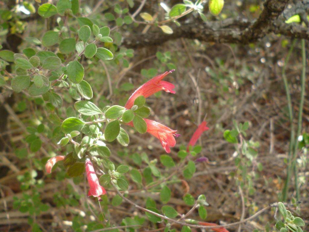 Poliomintha longiflora A. Gray的圖片