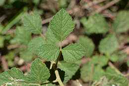 Imagem de <i>Rubus novus</i>