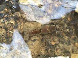 Image of Rock Crayfish