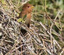 Image of Little Cuckoo