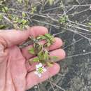 Image of Lantana peduncularis Andersson