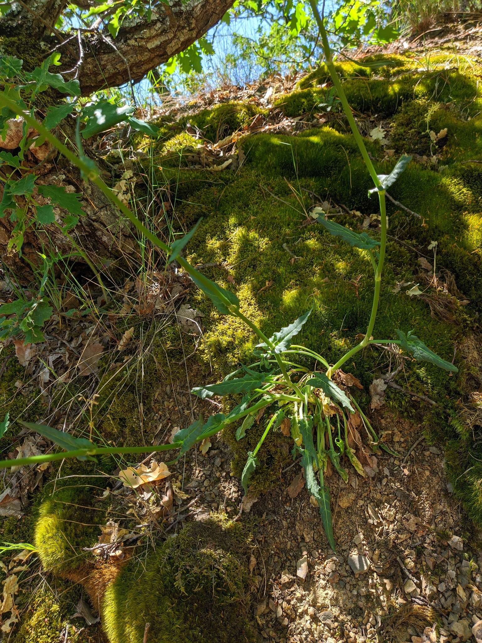 Imagem de Rumex turcomanicus (Rech. fil.) Czer.