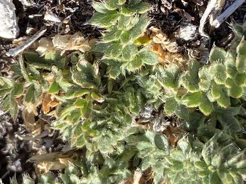 Image of Cut-Leaf Cinquefoil