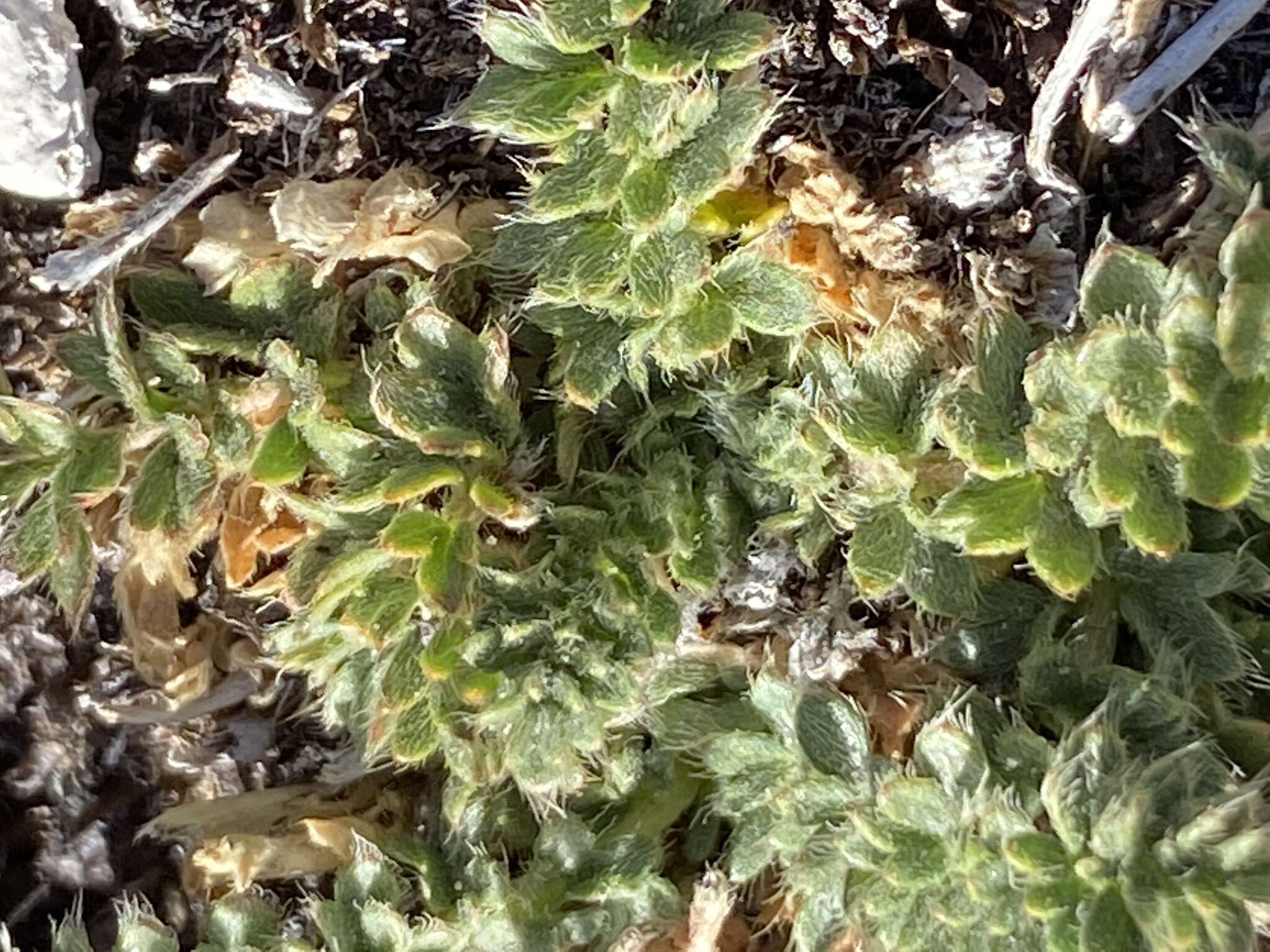 Слика од Potentilla millefolia Rydb.