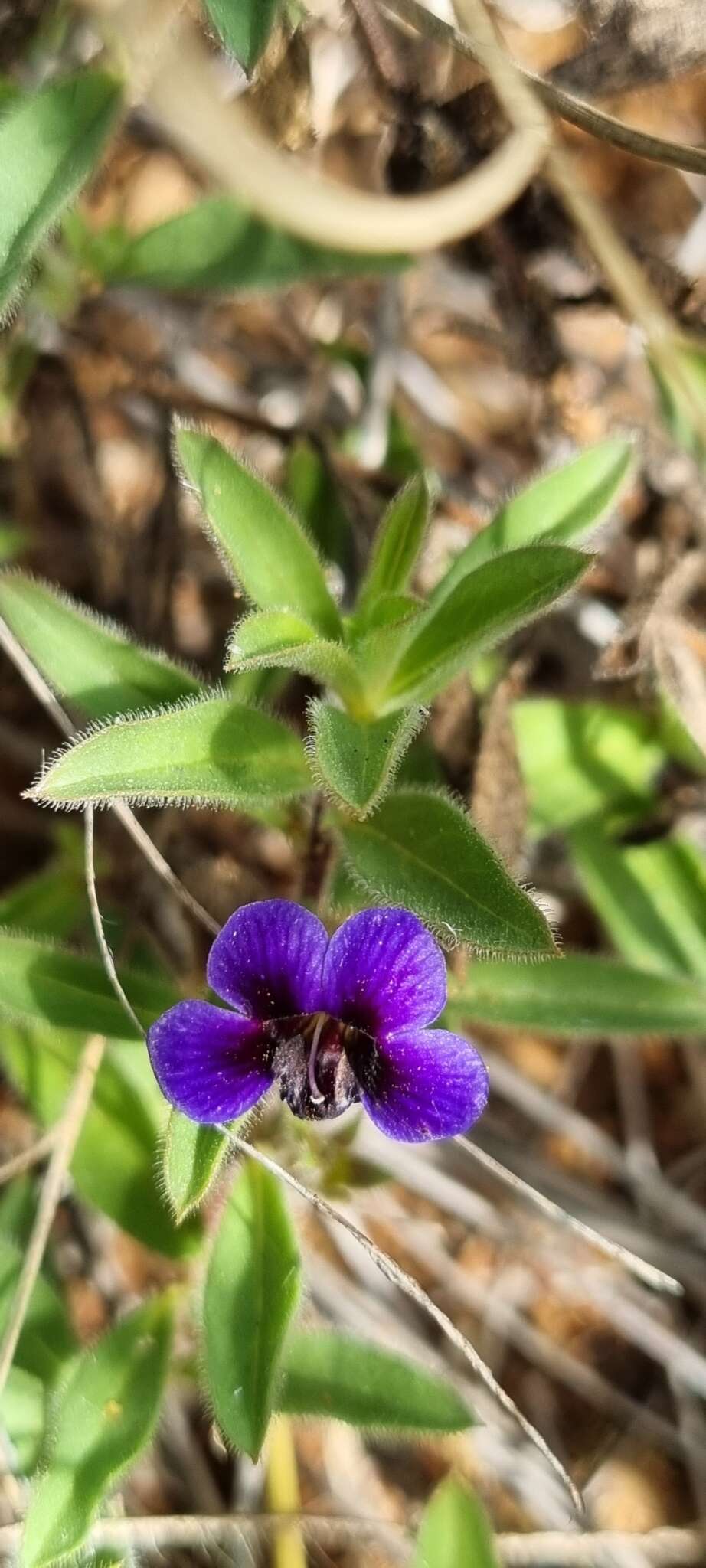 Image of Aptosimum elongatum Engl.