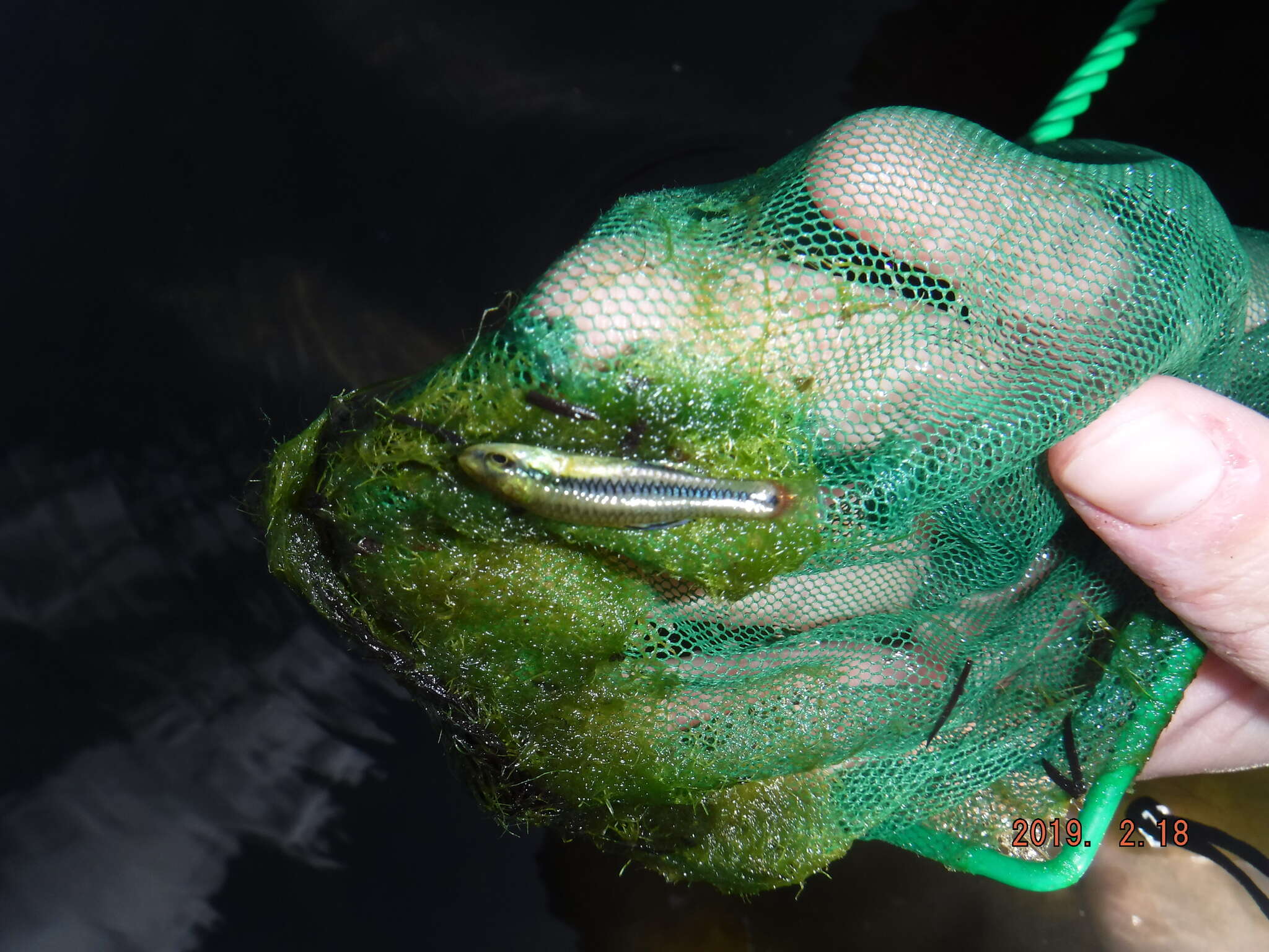 Image of Bluefin Killifish