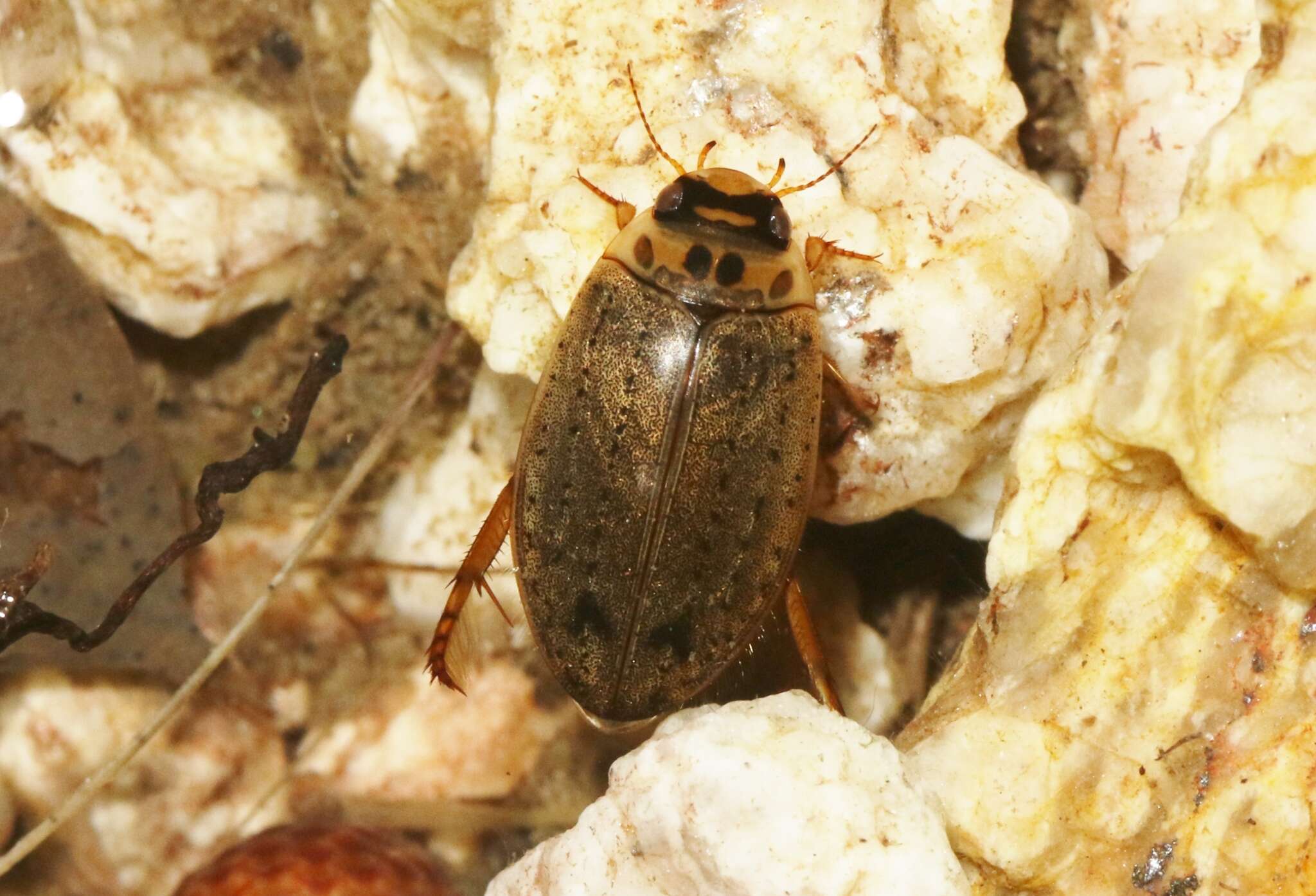 Image of Predaceous diving beetle