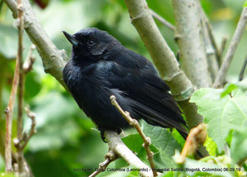 Image of Black Flower-piercer