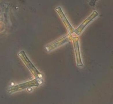 Image of Asterionella