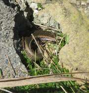 Image of Northern Spotted Skink