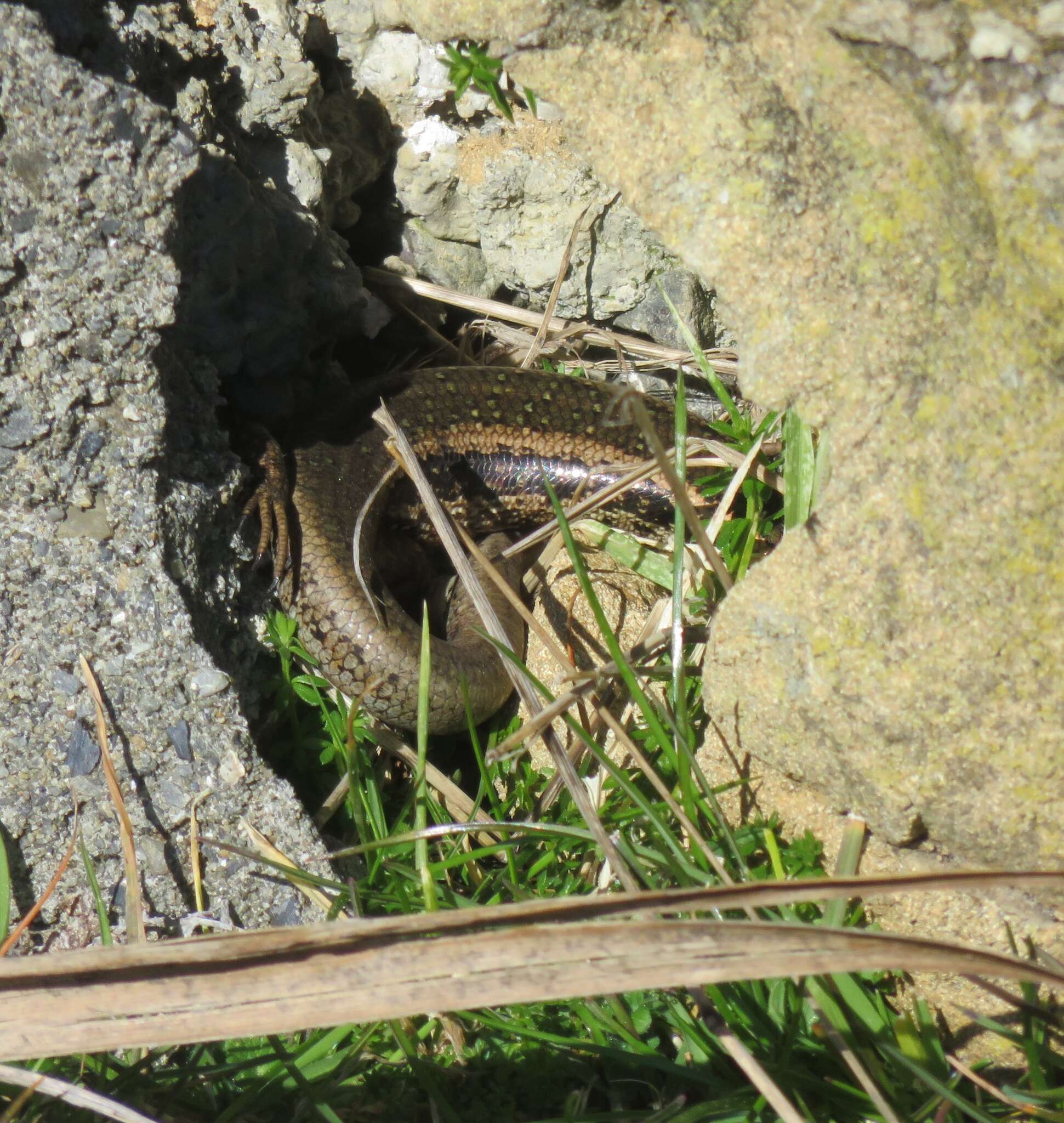 Image of Northern Spotted Skink