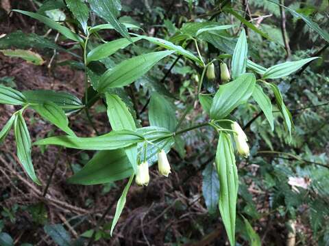 Image of Disporum nantouense S. S. Ying