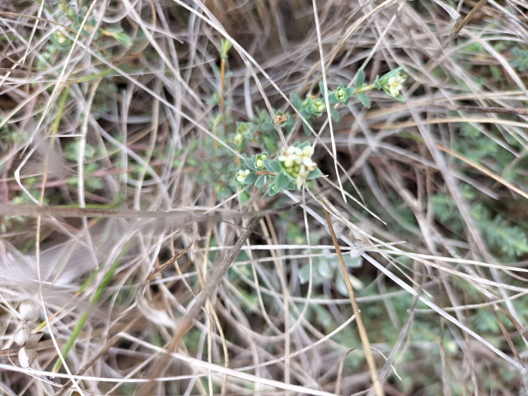 Image of Pimelea spinescens B. L. Rye