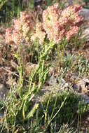 Image de Rumex thyrsoides Desf.