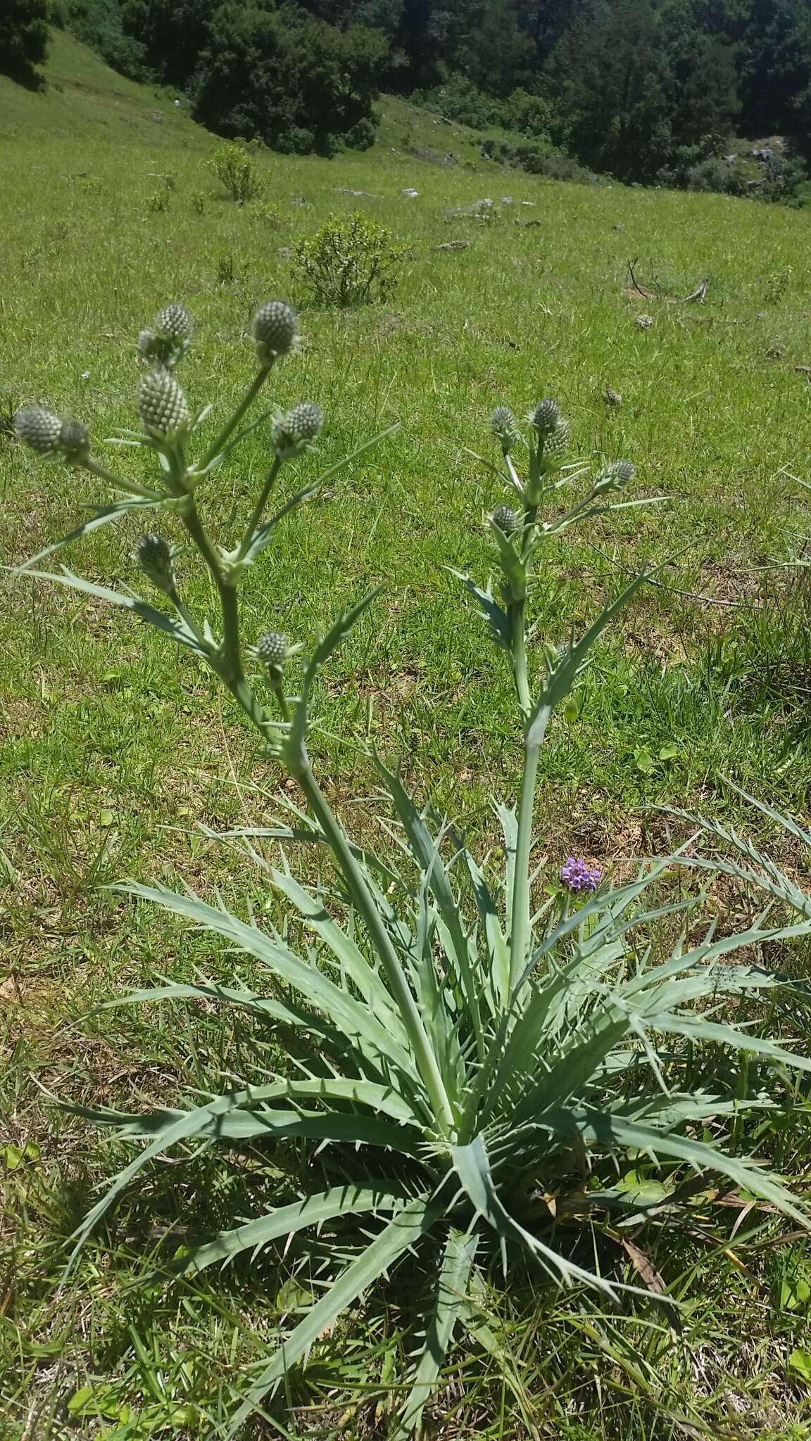 Plancia ëd Eryngium mexiae L. Constance