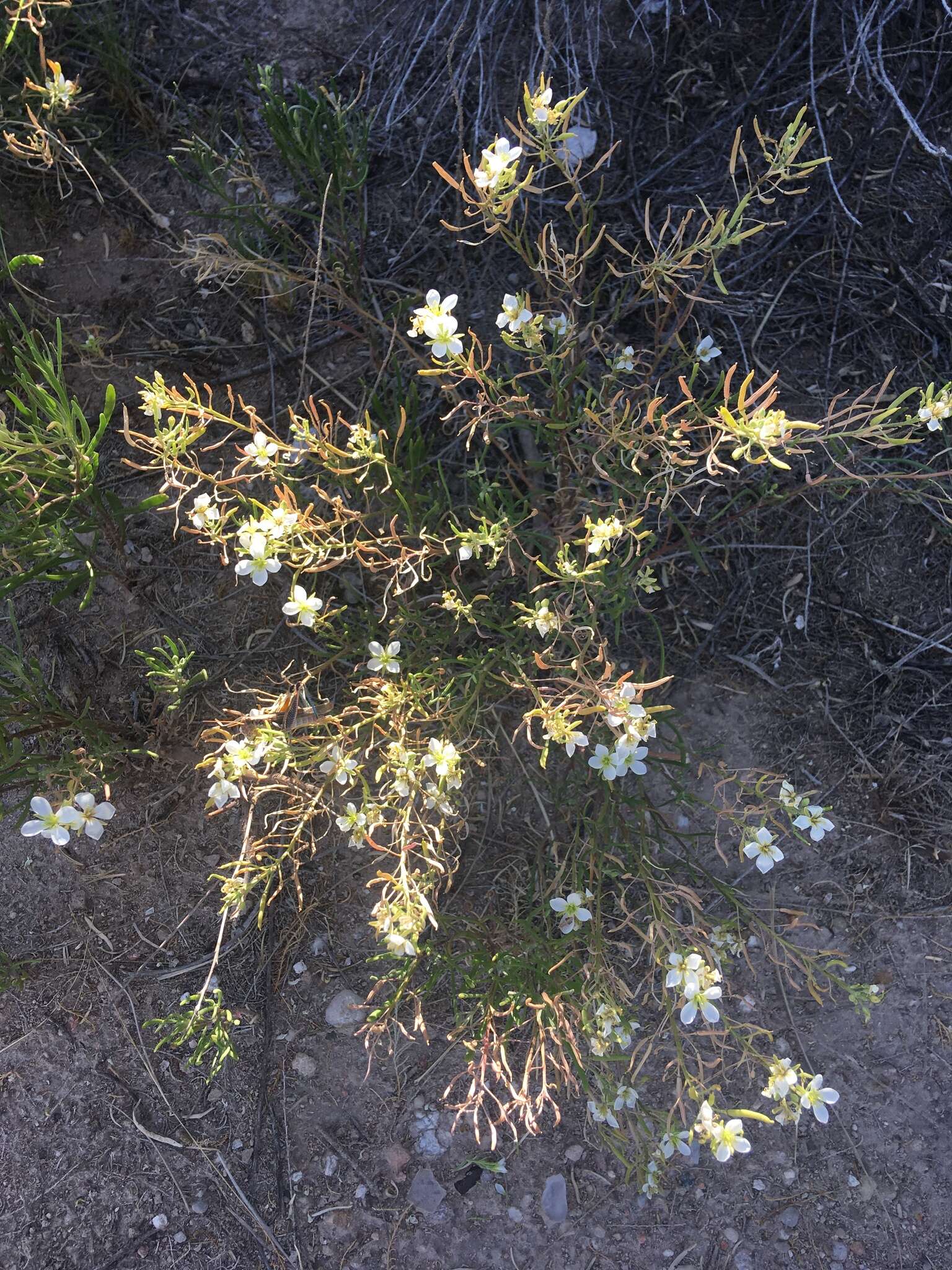 Image of White Sands fanmustard