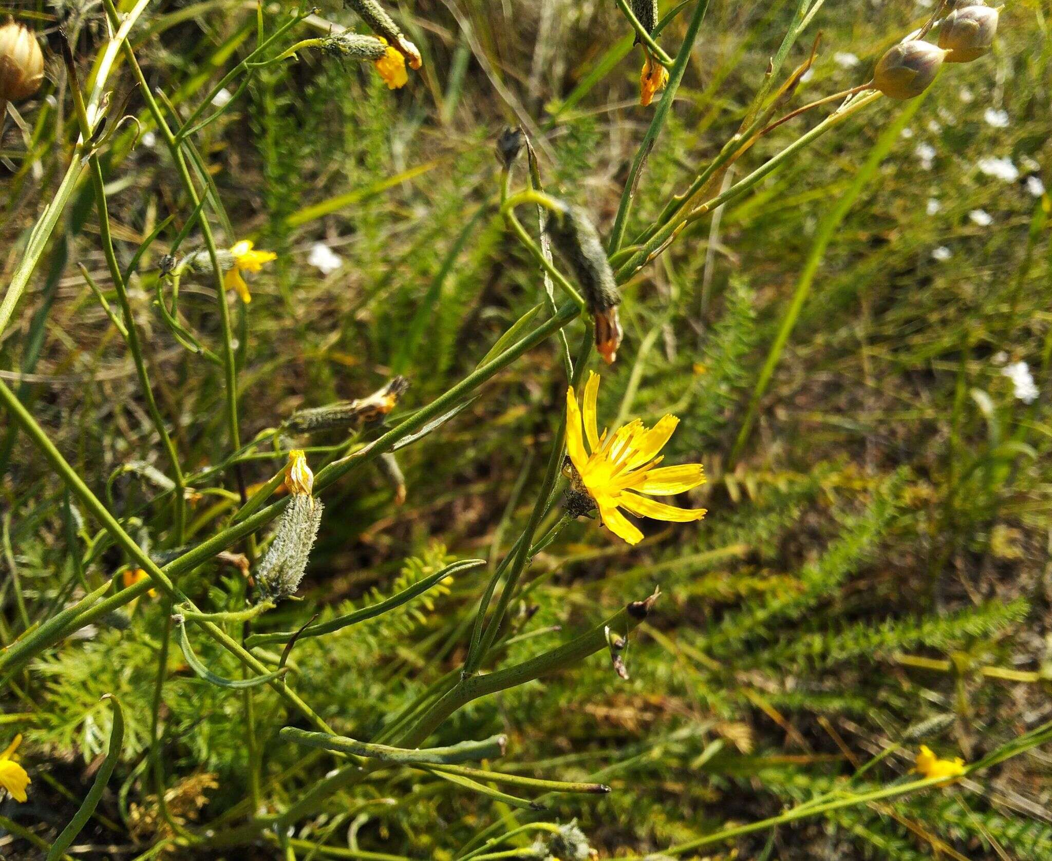 Image of Crepidiastrum tenuifolium (Willd.) A. N Sennikov