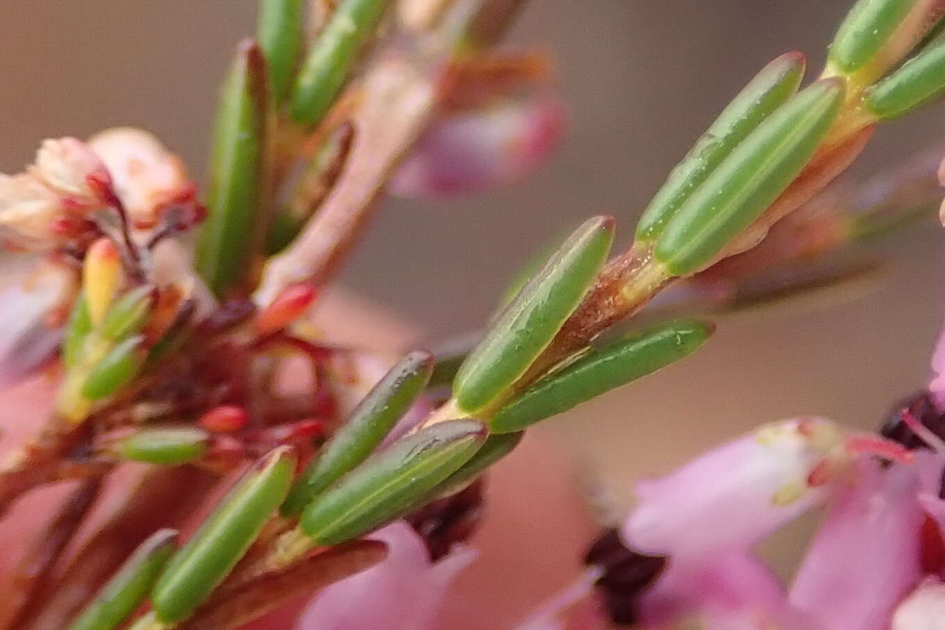 Image of Erica rosacea subsp. rosacea