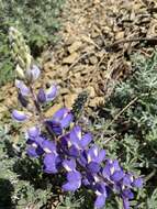 Image of silver lupine