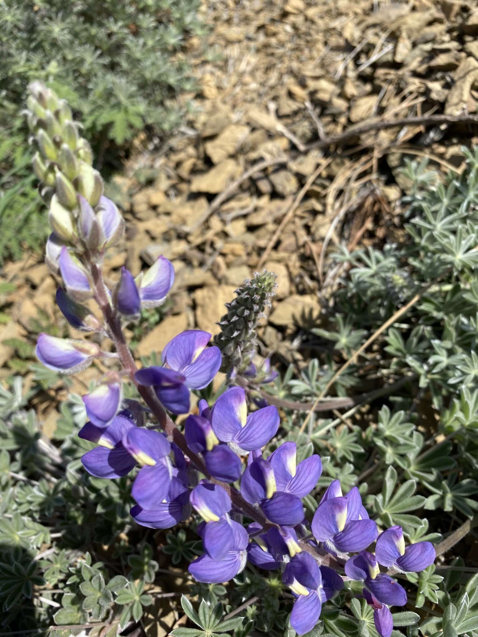 Image of silver lupine