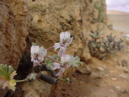 Image of Pelargonium crassicaule L'Her.