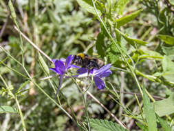 Image of Bombus sylvestris (Lepeletier 1832)