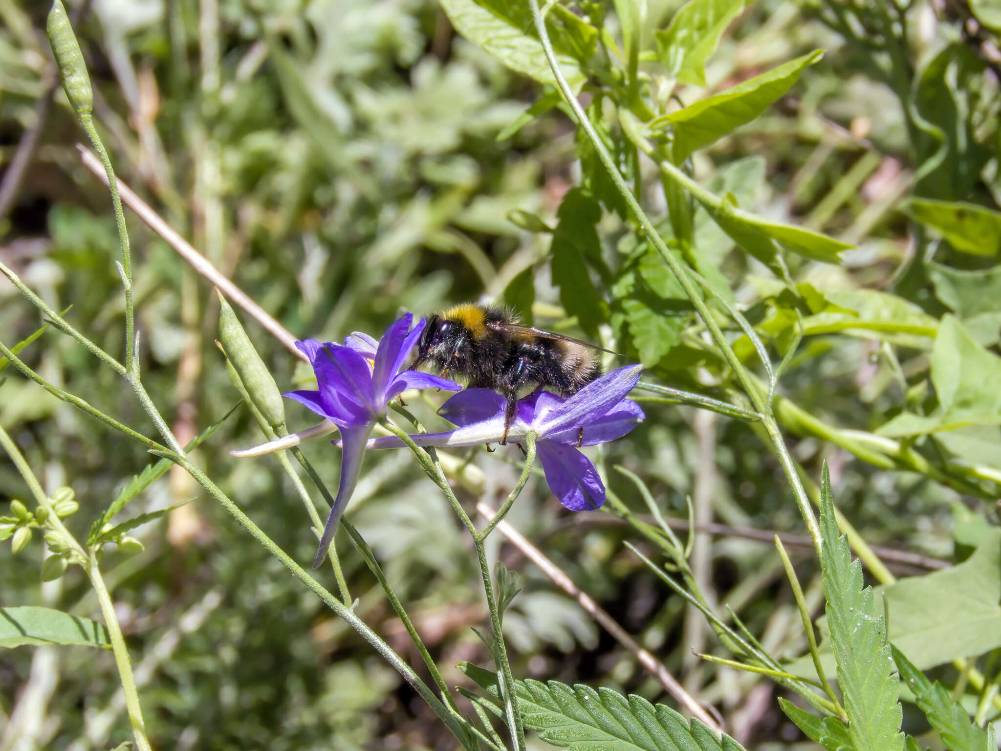 Image of Bombus sylvestris (Lepeletier 1832)