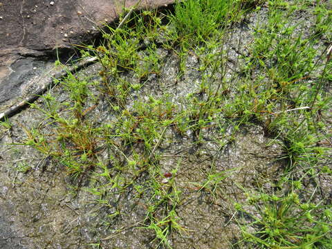 Image of Granite Flat Sedge