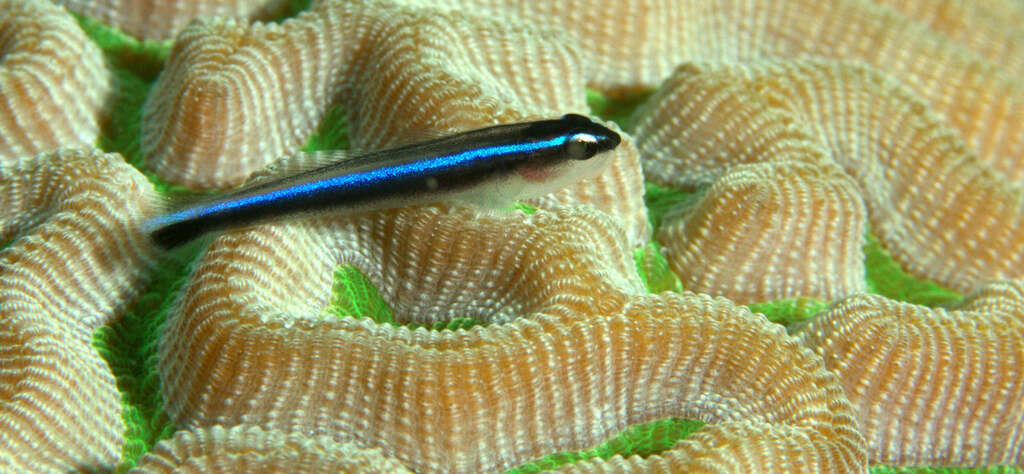 Image of Caribbean neon goby