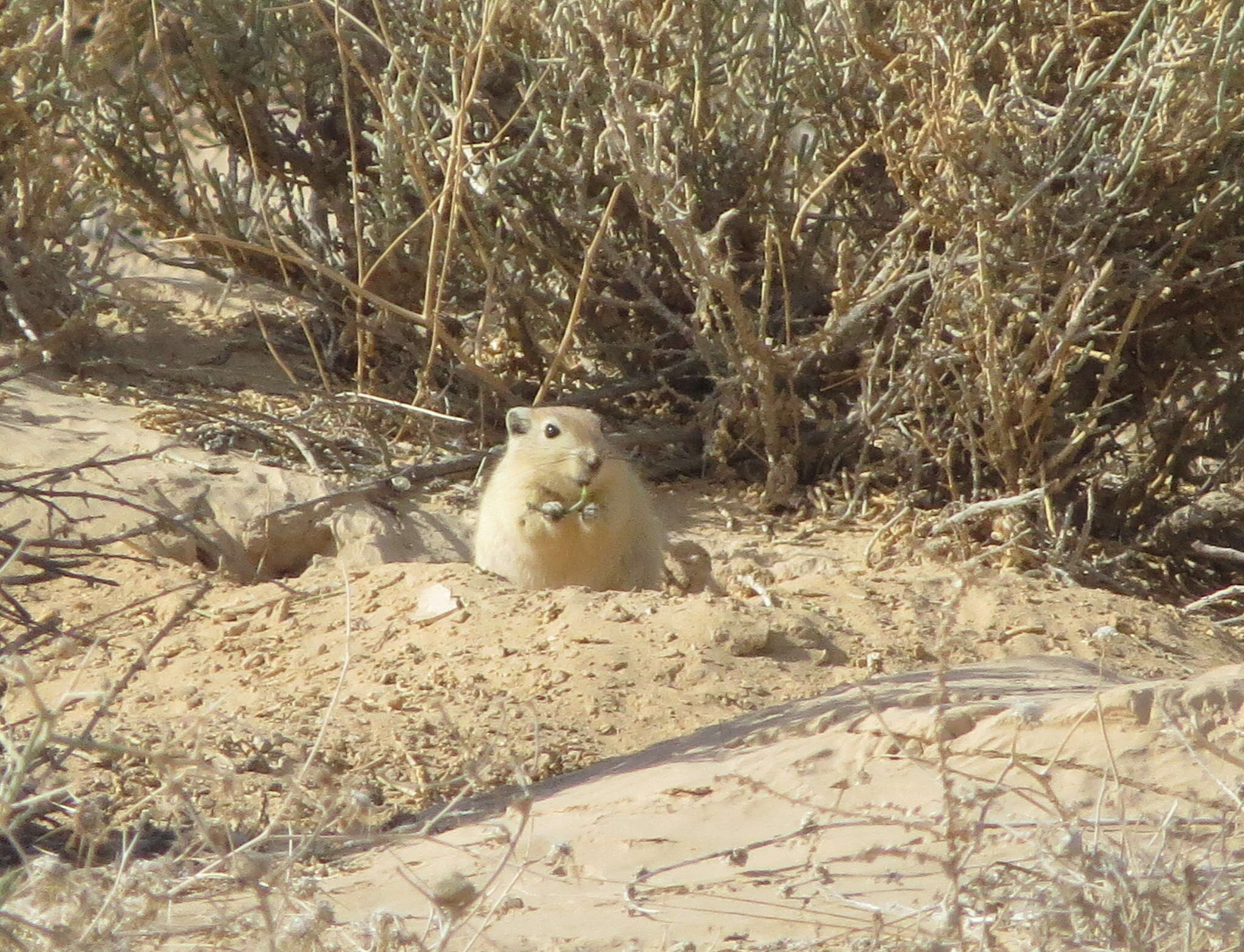 Image of Fat Sand Rat