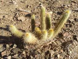 Imagem de Echinopsis camarguensis (Cárdenas) H. Friedrich & G. D. Rowley