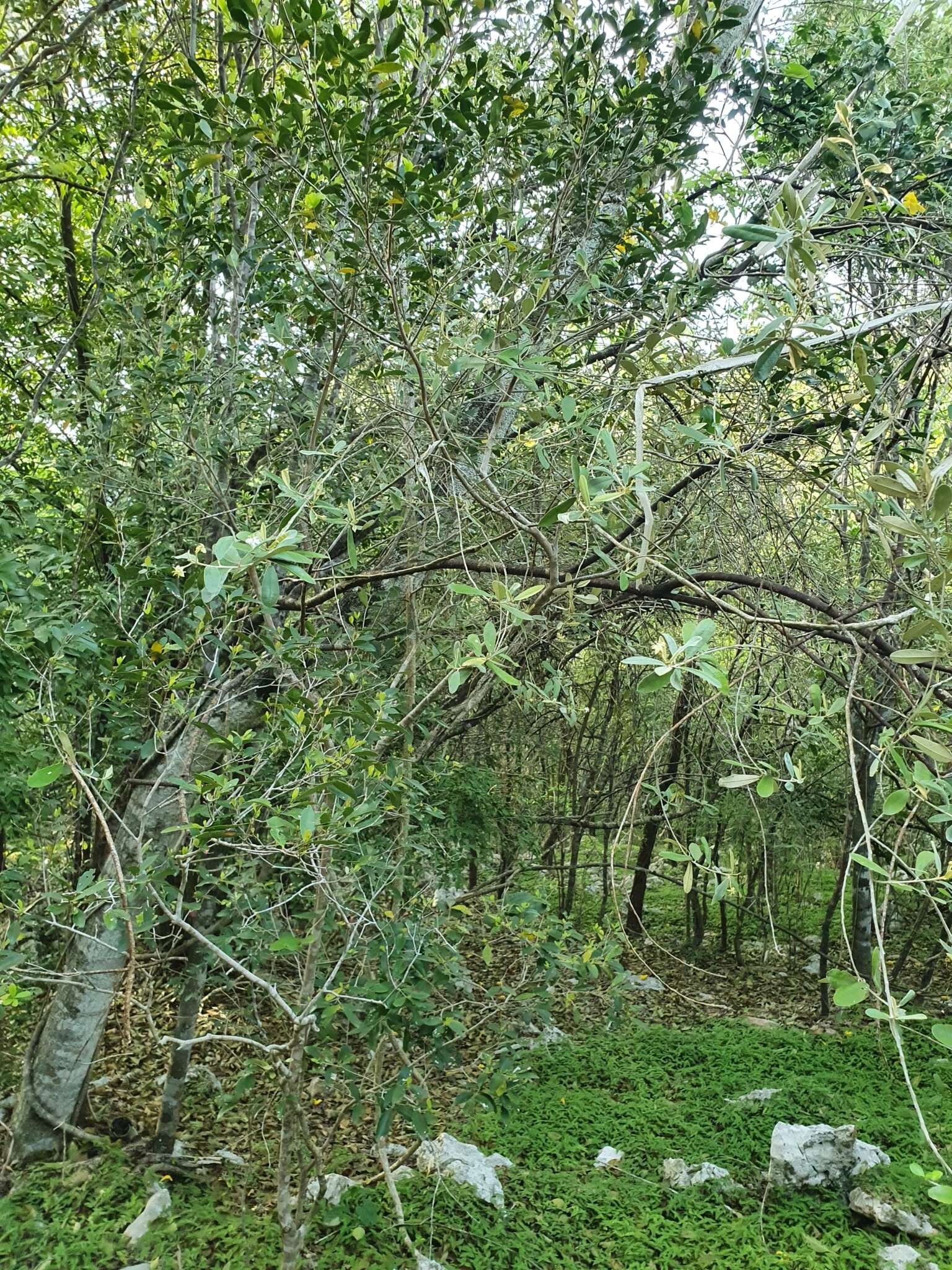 Image de Quadrella ferruginea (L.) Iltis & Cornejo