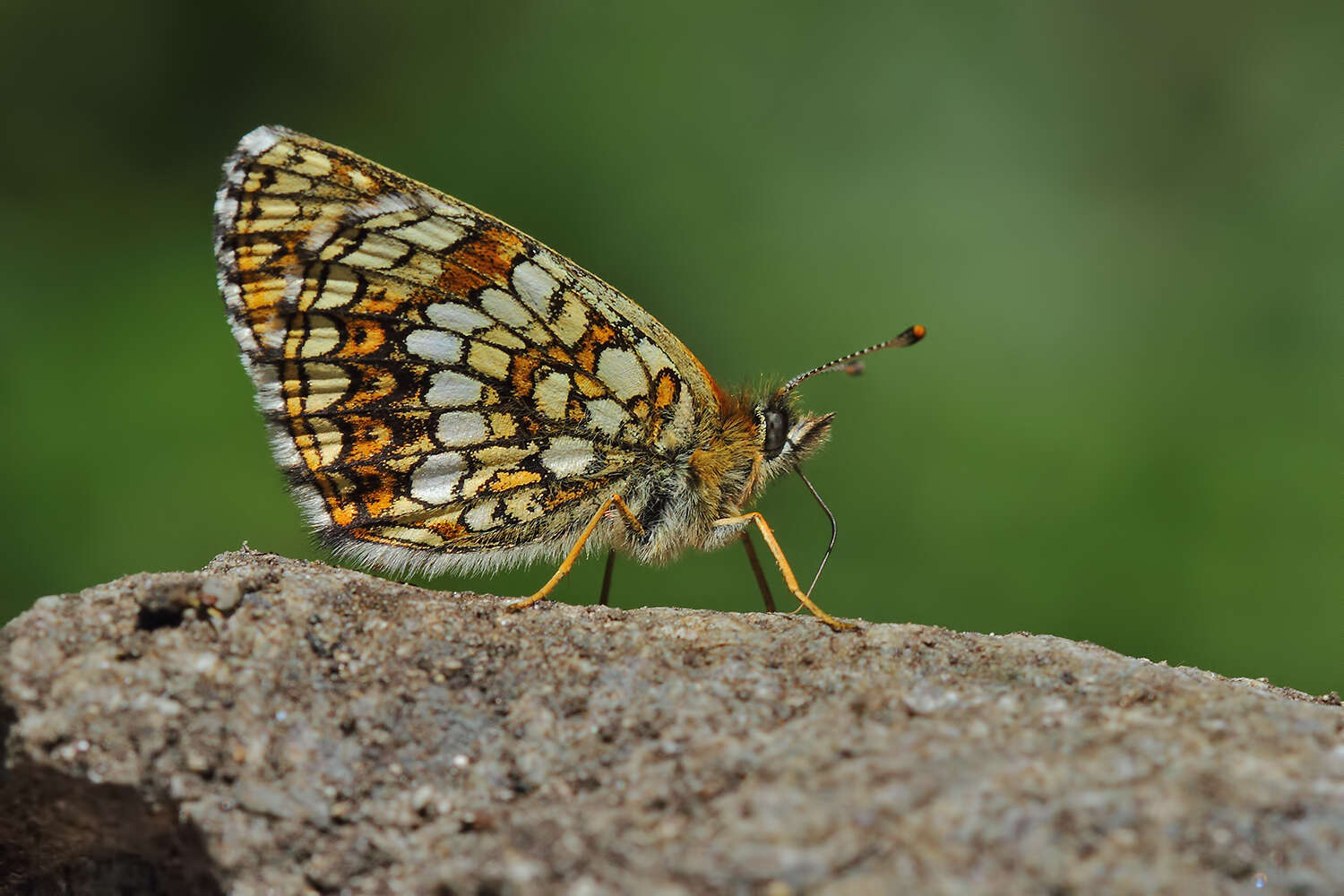 Plancia ëd Melitaea irma