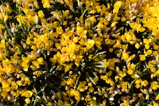 Image of Genista sanabrensis Valdes Brem. et al.