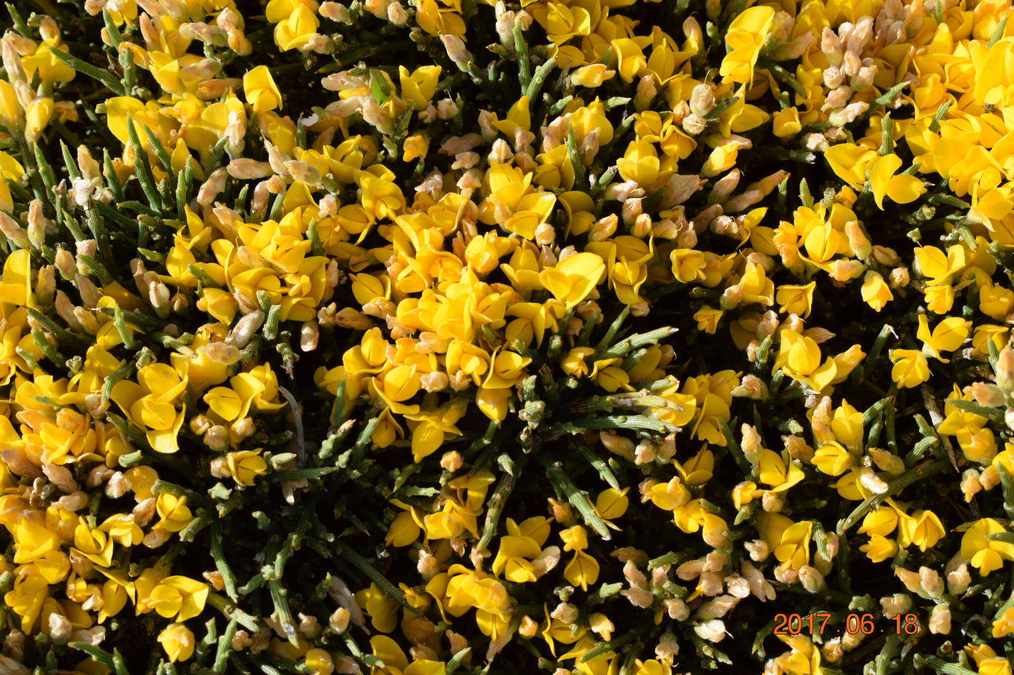 Imagem de Genista sanabrensis Valdes Brem. et al.