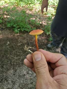 Image de Hortiboletus campestris (A. H. Sm. & Thiers) Biketova & Wasser 2015