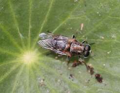 Image of Adoxomyia heminopla (Wiedemann 1819)